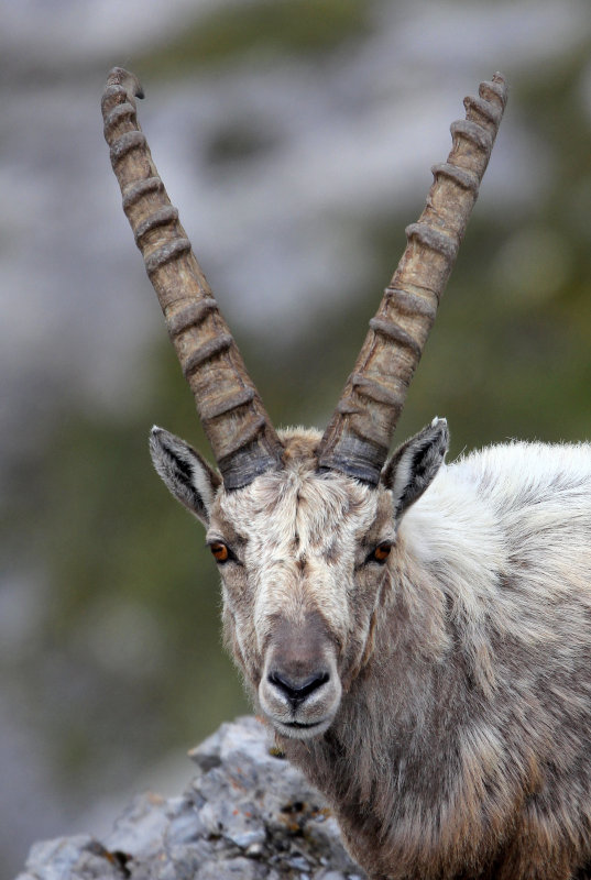 BOVID - IBEX - ALPINE IBEX - STELVIO NATIONAL PARK ITALY (125).JPG