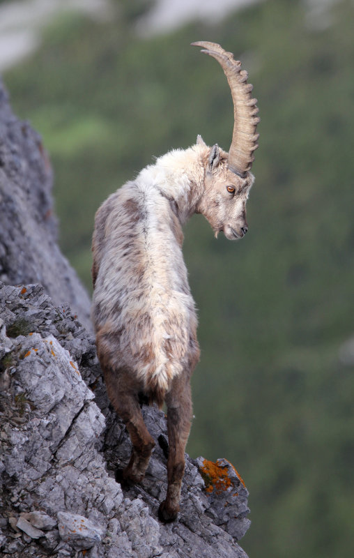 BOVID - IBEX - ALPINE IBEX - STELVIO NATIONAL PARK ITALY (141).JPG