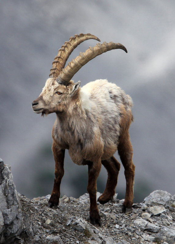 BOVID - IBEX - ALPINE IBEX - STELVIO NATIONAL PARK ITALY (166).JPG