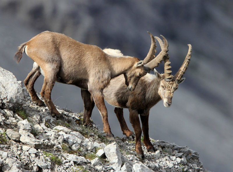 BOVID - IBEX - ALPINE IBEX - STELVIO NATIONAL PARK ITALY (197).JPG