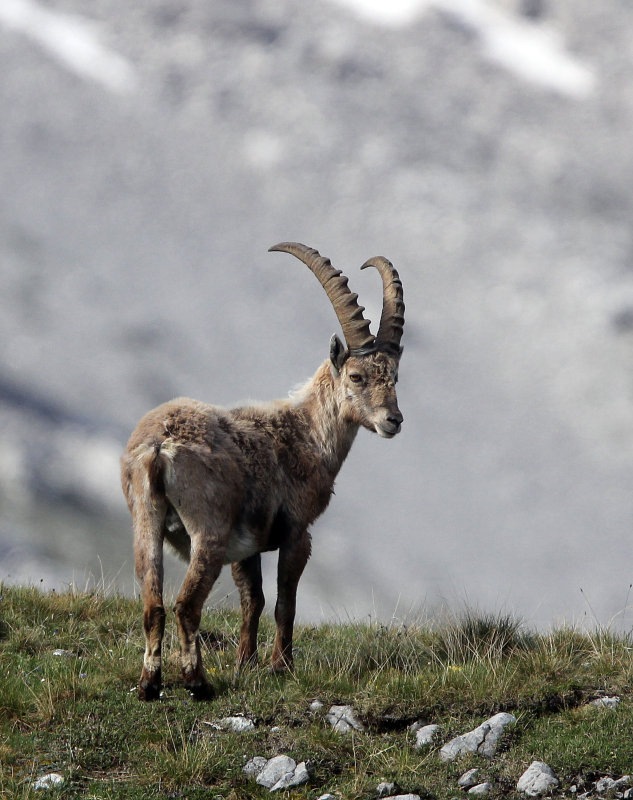 BOVID - IBEX - ALPINE IBEX - STELVIO NATIONAL PARK ITALY (95).JPG