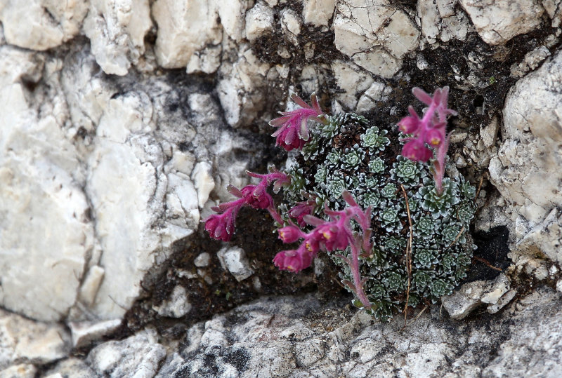 Saxifragaceae - ABRUZZO NATIONAL PARK ITALY (121).JPG