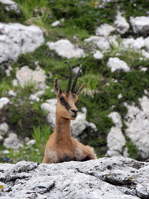 BOVID - CHAMOIS - APENNINE CHAMOIS - ABRUZZO NATIONAL PARK ITALY (113).JPG