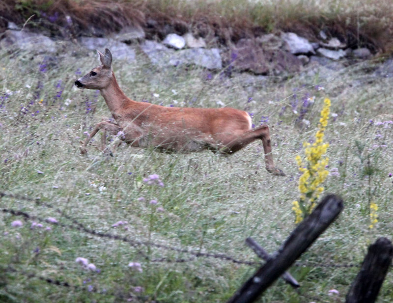 CERVID - DEER - EUROPEAN ROE DEER - STELVIO NATIONAL PARK ITALY (15).JPG