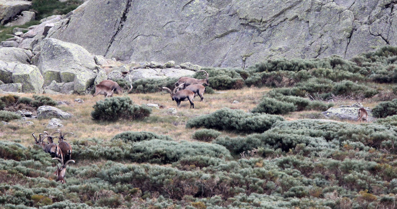 BOVID - IBEX - GREDOS IBEX - SIERRA DE GREDOS NATIONAL PARK SPAIN (44).JPG