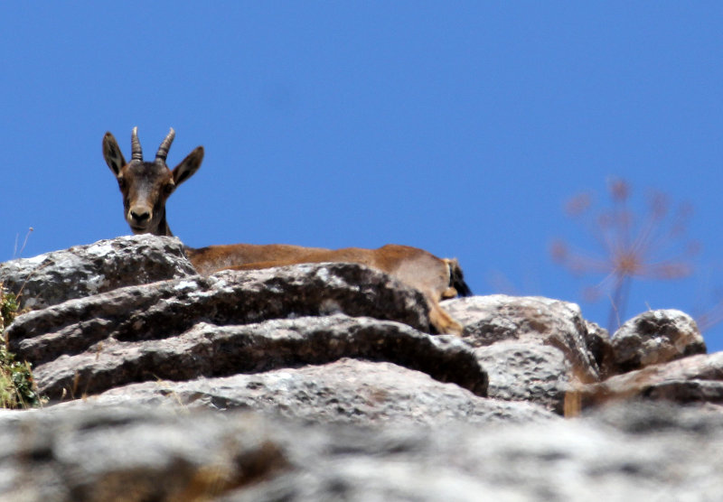 BOVID - IBEX - SOUTHERN SPANISH IBEX - RONDA RACE - EL TORCAL NATIONAL PARK SPAIN (42).JPG