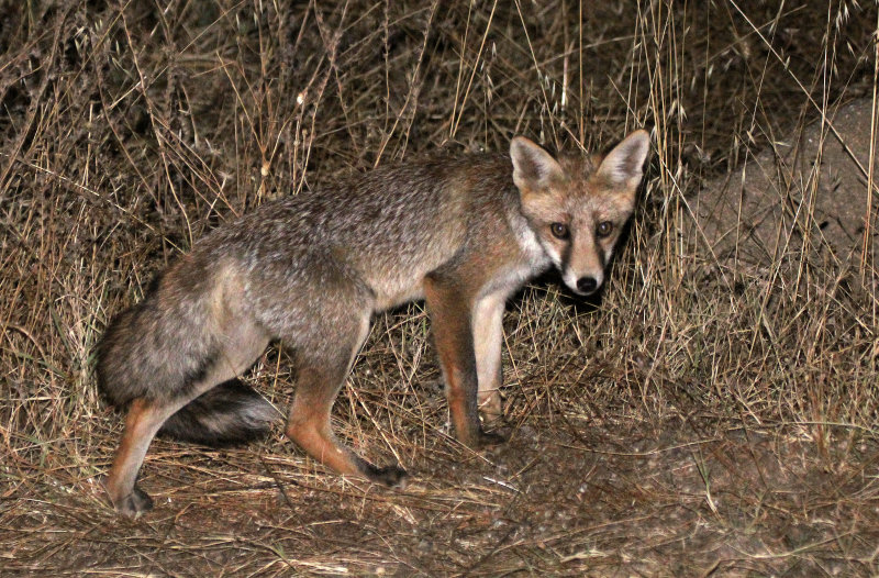 CANID - FOX - IBERIAN RED FOX - SIERRA DE ANDUJAR SPAIN (24).JPG