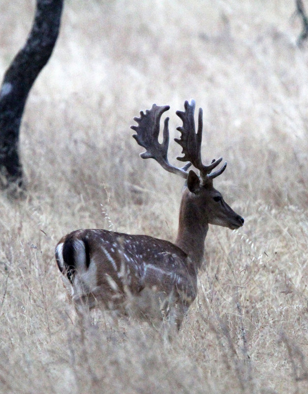 CERVID - DEER - FALLOW DEER - SIERRA DE ANDUJAR SPAIN (19).JPG