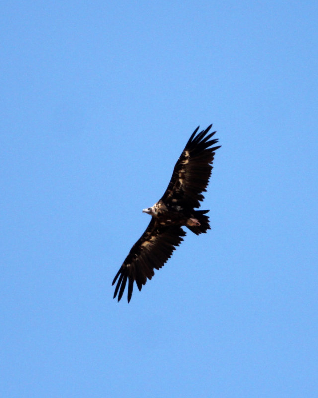 BIRD - VULTURE - BLACK VULTURE - MALPARTIDA & MIRABELA GRASSLANDS SPAIN (4).JPG