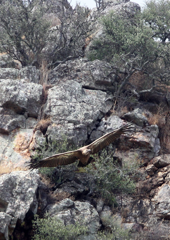 BIRD - VULTURE - GRIFFON MONFRAGUE NATIONAL PARK SPAIN (14).JPG