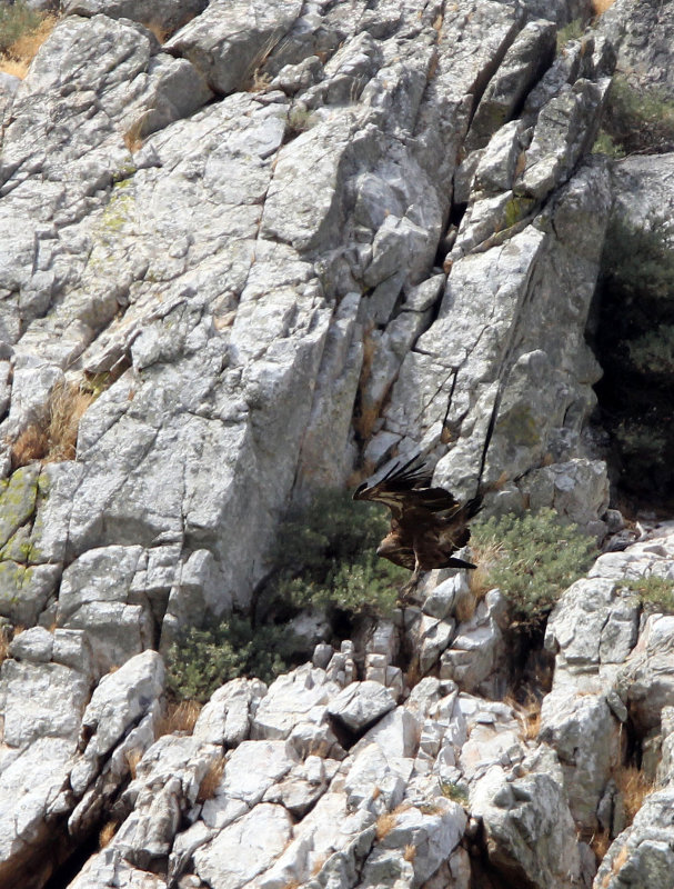 BIRD - VULTURE - GRIFFON MONFRAGUE NATIONAL PARK SPAIN (20).JPG