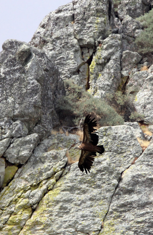 BIRD - VULTURE - GRIFFON MONFRAGUE NATIONAL PARK SPAIN (8).JPG