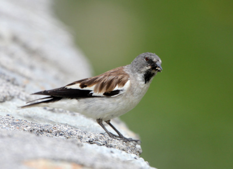 BIRD - FINCH - SNOW FINCH - STELVIO NATIONAL PARK ITALY (7).JPG