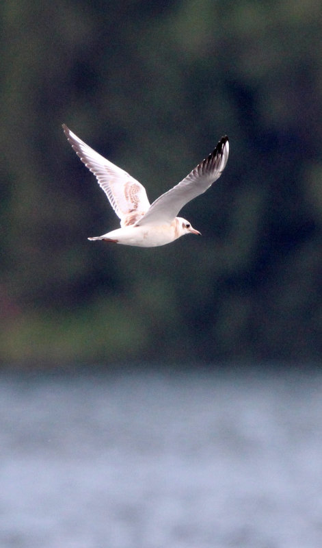 BIRD - GULL - BLACK-HEADED GULL - SAN VALENTINO ALLA MUTA ITALY.JPG