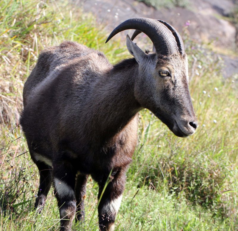 BOVID - NILGIRI TAHR - ERAVIKULUM NATIONAL PARK KERALA INDIA - PHOTO BY COKIE SMITH AGE 11 (43).JPG