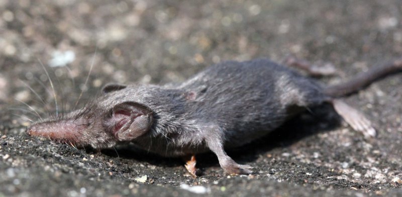 INSECTIVORE - HILL SHREW - SILENT VALLEY INDIA