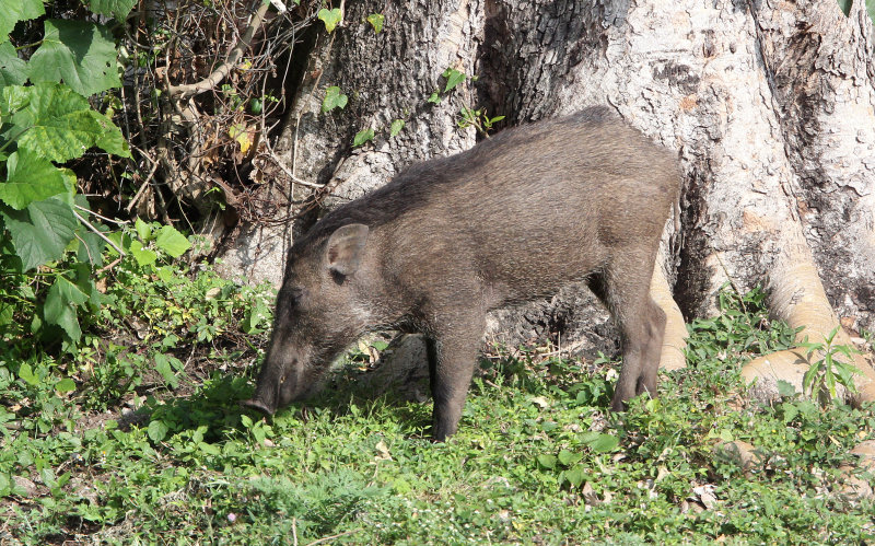 SUIDAE - INDIAN WILD BOAR - VALPARAI KERALA INDIA (1).JPG