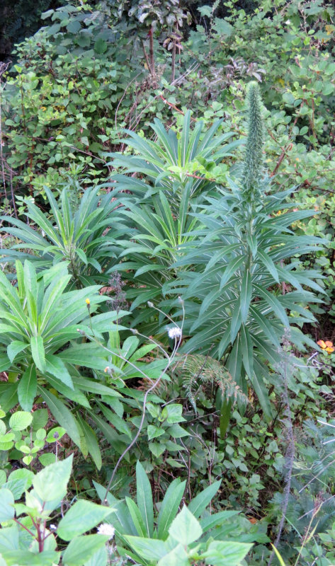 PAMPADUM SHOLA NATIONAL PARK INDIA - VATTAVADA (27).JPG