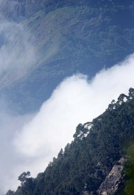 PAMPADUM SHOLA NATIONAL PARK KERALA INDIA (15).JPG