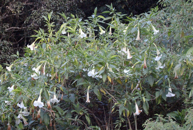 PAMPADUM SHOLA NATIONAL PARK, KERALA INDIA (9).JPG