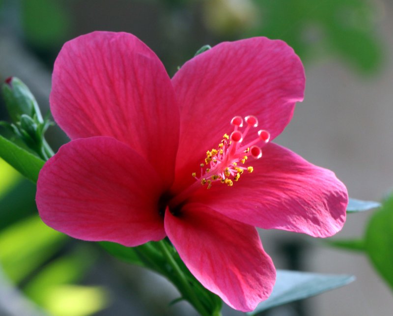 THATTEKAD NATURE AREA, KERALA INDIA - PHOTO BY SOM SMITH (2).JPG