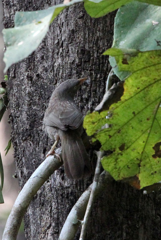 BIRD - BABBLER - JUNGLE BABBLER - THATTEKAD NATURE RESERVE KERALA INDIA (1).JPG