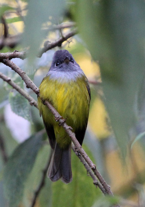 BIRD - FLYCATCHER - GREY-HEADED CANARY FLYCATCHER - PAMPADUM SHOLA NATIONAL PARK KERALA INDIA (12).JPG