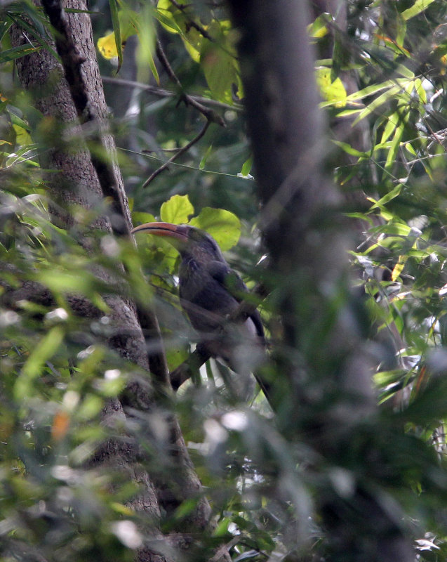 BIRD - HORNBILL - MALABAR HORNBILL - INDIRA GANDHI TOPSLIP NATIONAL PARK, TAMIL NADU INDIA (4).JPG