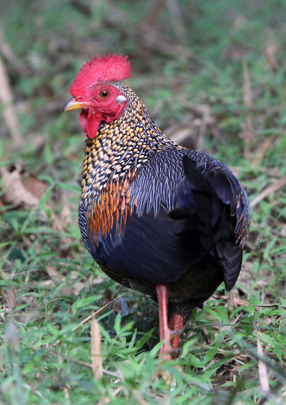 BIRD - JUNGLEFOWL - INDIRA GANDHI TOPSLIP NATIONAL PARK, TAMIL NADU INDIA (7).JPG