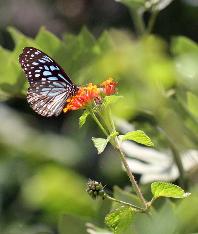 ARTHROPOD - LEPIDOPTERA SPECIES - THOLPETTY NATIONAL PARK - THIRUNELLY - KERALA INDIA - PHOTO BY SOM SMITH (1).JPG