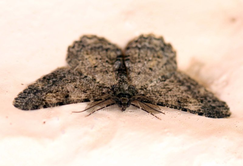 ARTHROPOD - LEPIDOPTERA SPECIES - VALPARAI TAMIL NADU INDIA - PHOTO BY SOM SMITH (1).JPG