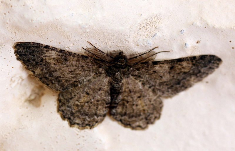 ARTHROPOD - LEPIDOPTERA SPECIES - VALPARAI TAMIL NADU INDIA - PHOTO BY SOM SMITH (10).JPG
