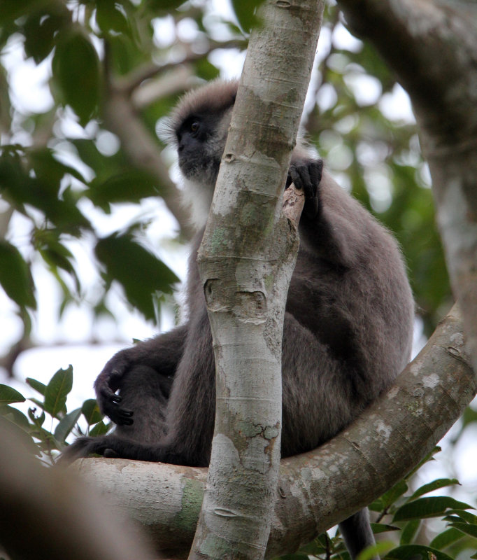 PRIMATE - LEAF MONKEY - DRY ZONE PURPLE-FACED LEAF MONKEY - SIRIGIYA FOREST SRI LANKA (55).JPG