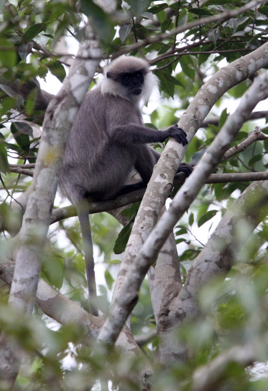 PRIMATE - LEAF MONKEY - DRY ZONE PURPLE-FACED LEAF MONKEY - SIRIGIYA FOREST SRI LANKA (7).JPG