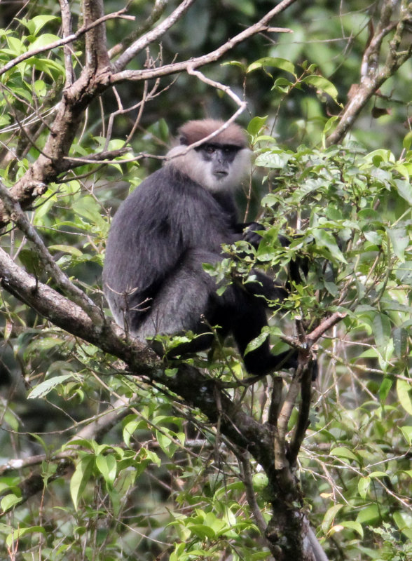 PRIMATE - LEAF MONKEY - WET ZONE PURPLE-FACED LEAF MONKEY - SINGHARAJA NATIONAL PARK SRI LANKA (66).JPG