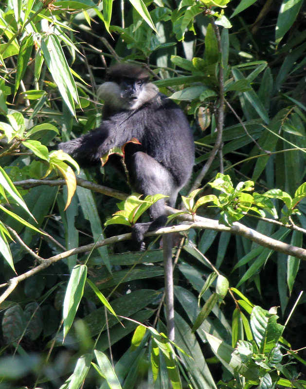 PRIMATE - LEAF MONKEY - WET ZONE PURPLE-FACED LEAF MONKEY - SINGHARAJA NATIONAL PARK SRI LANKA (7).JPG