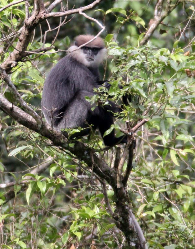PRIMATE - LEAF MONKEY - WET ZONE PURPLE-FACED LEAF MONKEY - SINGHARAJA NATIONAL PARK SRI LANKA (71).JPG