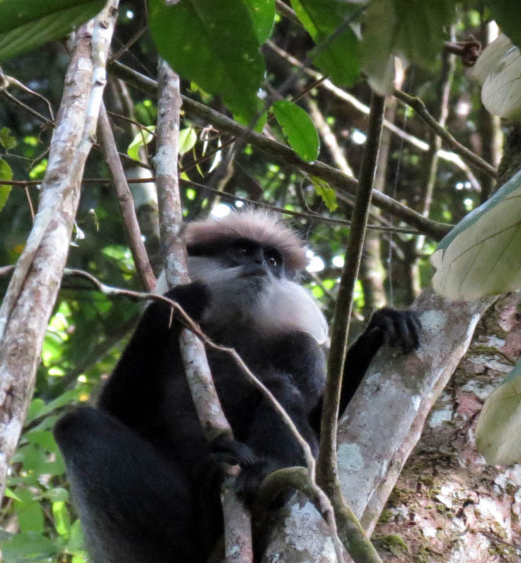PRIMATE - LEAF MONKEY - WET ZONE PURPLE-FACED LEAF MONKEY - SINGHARAJA NATIONAL PARK SRI LANKA - PHOTO BY COKIE (2).JPG