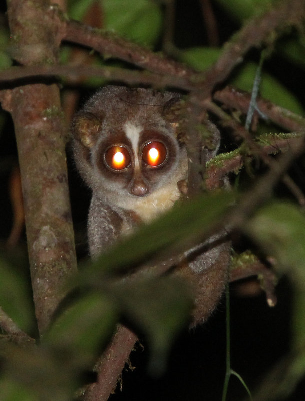 PRIMATE - LORIS - RED SLENDER LORIS - KITULGALA FOREST PRESERVE, SRI LANKA (4).JPG