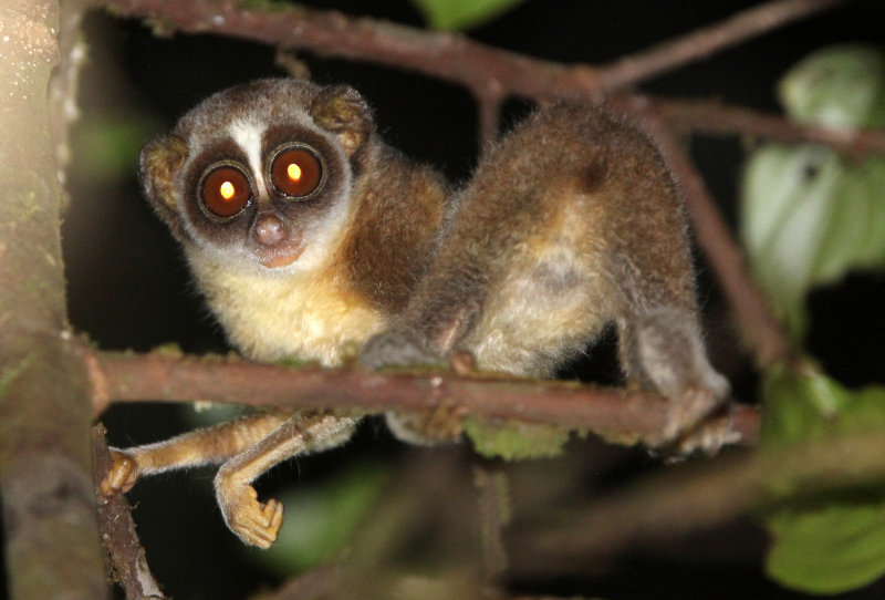 PRIMATE - LORIS - RED SLENDER LORIS - KITULGALA FOREST PRESERVE, SRI LANKA (7).JPG