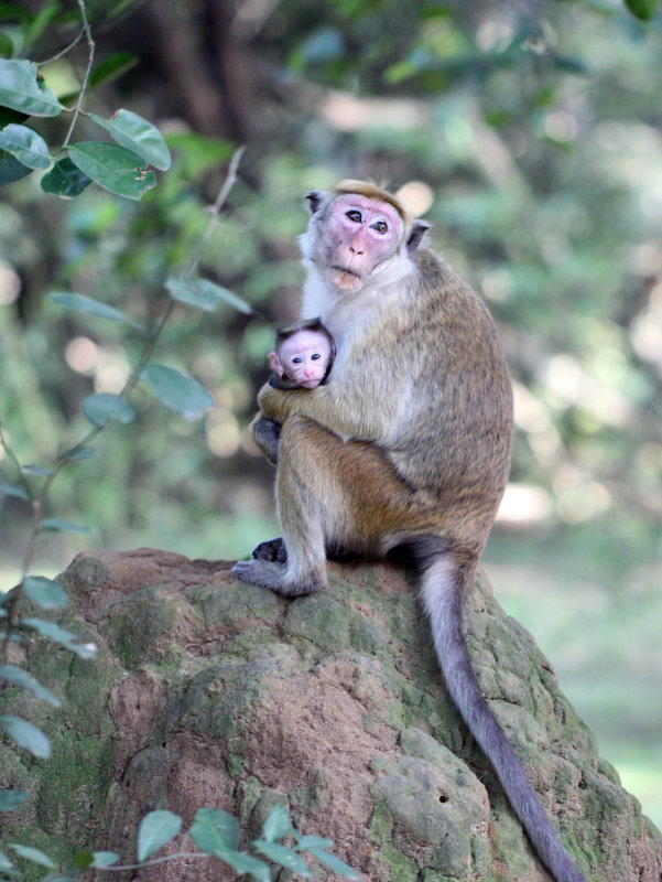 PRIMATE - MACAQUE - DRY ZONE TOQUE MACAQUE - SIRIGIYA FOREST AND FORTRESS AREA SRI LANKA - PHOTO BY SOM SMITH (8).JPG