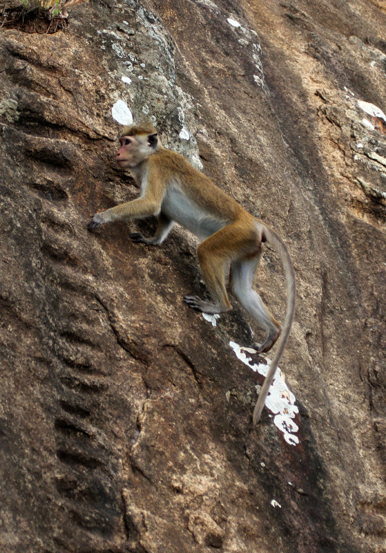 PRIMATE - MACAQUE - DRY ZONE TOQUE MACAQUE - SIRIGIYA FOREST AREA SRI LANKA (1).JPG