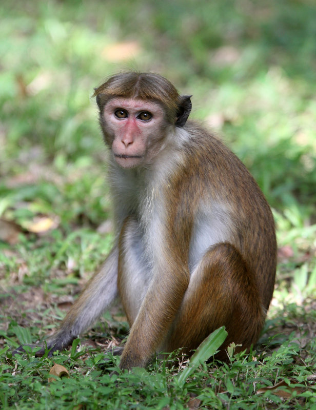 PRIMATE - MACAQUE - DRY ZONE TOQUE MACAQUE - SIRIGIYA FOREST AREA SRI LANKA (6).JPG