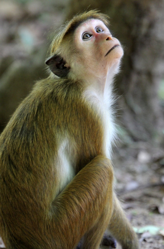 PRIMATE - MACAQUE - DRY ZONE TOQUE MACAQUE - SIRIGIYA FOREST SRI LANKA (1).JPG
