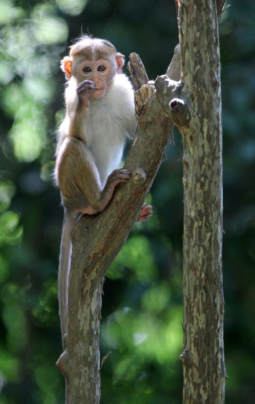 PRIMATE - MACAQUE - DRY ZONE TOQUE MACAQUE - SIRIGIYA FOREST SRI LANKA (4).JPG