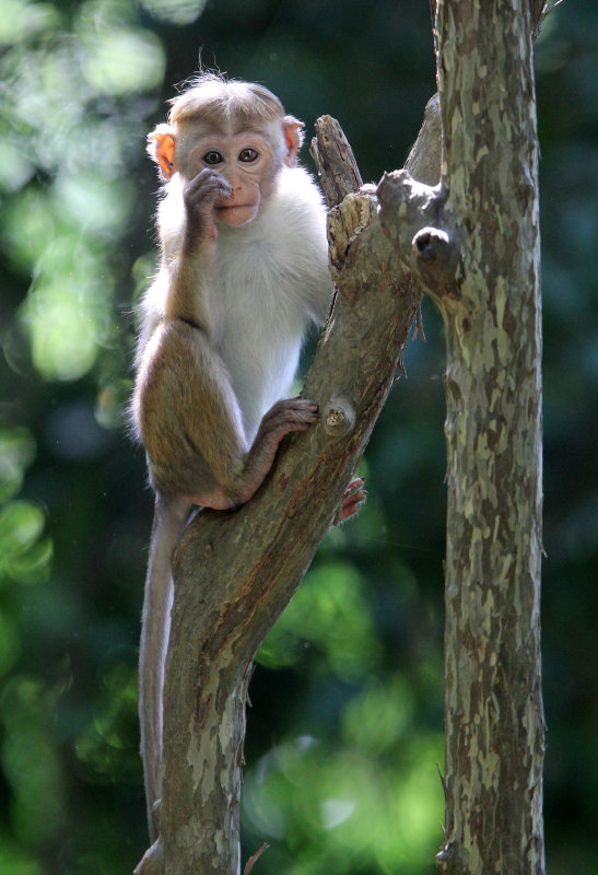 PRIMATE - MACAQUE - DRY ZONE TOQUE MACAQUE - SIRIGIYA FOREST SRI LANKA (5).JPG
