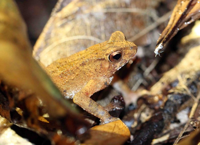 Amphibian - Kotogamas Dwarf Toad - Bufo kotagamai - KITULGALA FOREST PRESERVE, SRI LANKA - PHOTO BY SOM SMITH (5).JPG