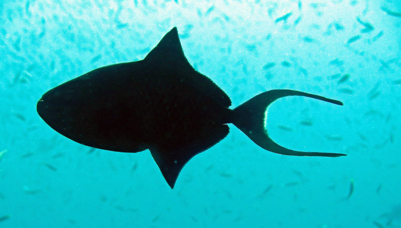 Balistidae - Odonus niger - Redtooth Triggerfish - Similan Islands Marine Park Thailand (4).JPG