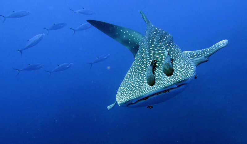 Condrichthyes - Whale Shark - Rhincodon typus - Similan Islands Marine Park Thailand Koh Bon (3).JPG