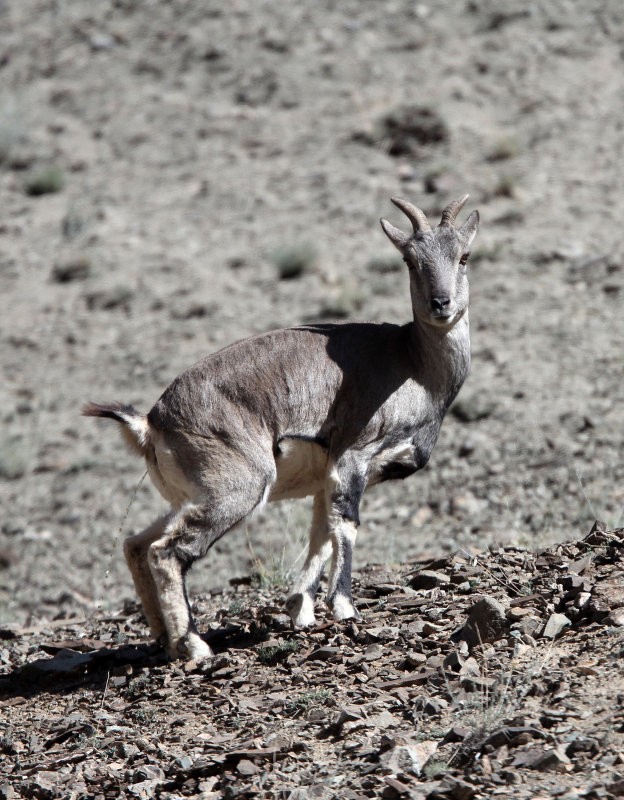 BOVID - BLUE SHEEP - HEMIS NATIONAL PARK - LADAKH INDIA - JAMMU & KASHMIR (11).JPG